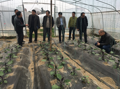 华中农业大学蔬菜系专家组来我市考察指导蔬菜产业发展实践经验略论——兼与农业科学研究交流