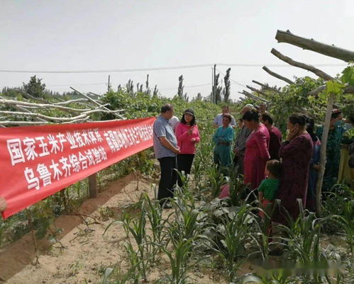 把智慧和爱心献给农业的女科研人——新疆农科院梁晓玲研究员荣获全国先进工作者称号